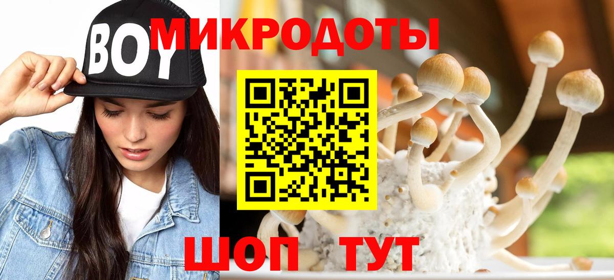 Псилоцибиновые грибы мицелий Новоалександровск